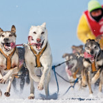 Winter Photography Dogsled