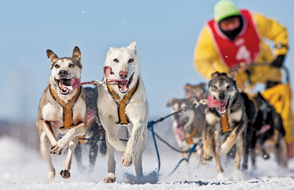 Winter Photography Dogsled