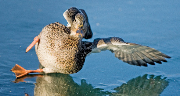 Winter Photography Duck Slipping on Ice