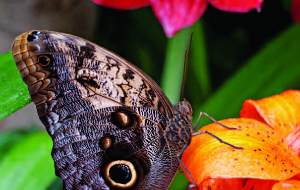 PHOTONews Autumn 2010 Reader's Gallery Emmanuel Huybrechts Butterfly on a Tiger Lily