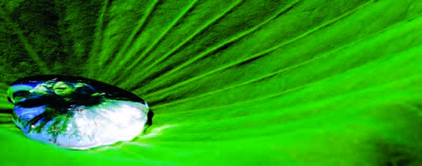 PHOTONews Autumn 2010 Reader's Gallery Eric Meunier Droplet on a Lotus Leaf