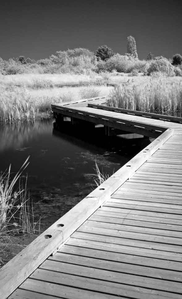 PHOTONews Autumn 2010 Reader's Gallery Harris Hui Boardwalk at Terra Nova