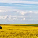 PHOTONews Autumn 2010 Reader's Gallery Lisa Couldwell Golden Canola