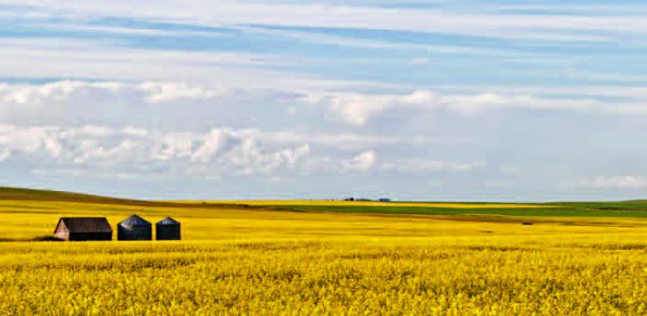 PHOTONews Autumn 2010 Reader's Gallery Lisa Couldwell Golden Canola