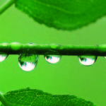 PHOTONews Summer Challenge Renata Lenartowicz Raindrops on a Branch