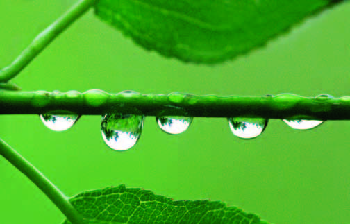 PHOTONews Summer Challenge Renata Lenartowicz Raindrops on a Branch