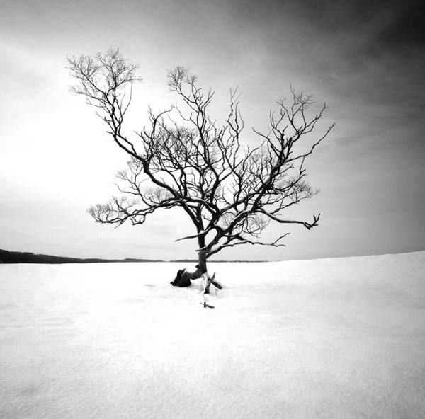 Photo Copyright Hakan Strand - Winter Tree II, Sweden