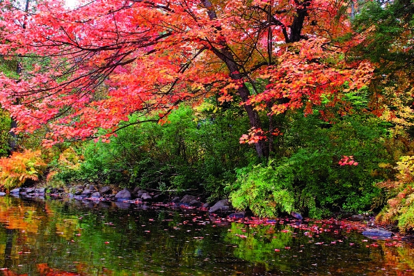 Photo Copyright Joanie Piluke - Autumn Colours