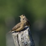 Photo Copyright Lionel Gould - American Pipets during Migration