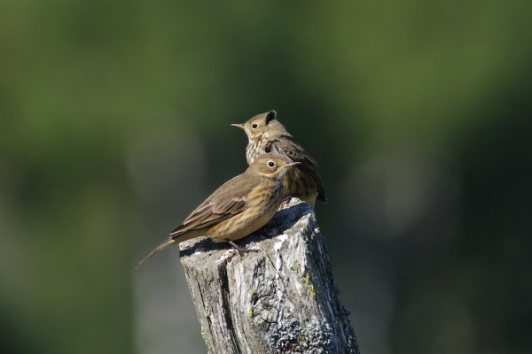 Photo Copyright Lionel Gould - American Pipets during Migration