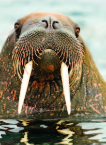 Photo Copyright Wayne Lynch - Atlantic Walrus Closeup