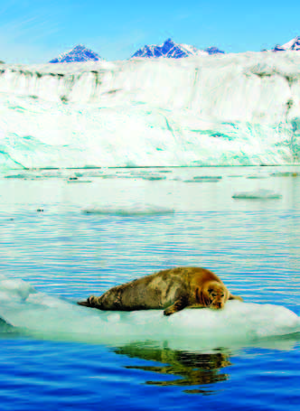 Photo Copyright Wayne Lynch - Atlantic Walrus on Ice
