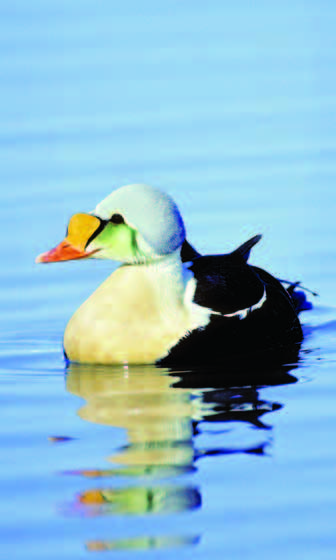 Photo Copyright Wayne Lynch - King Eider