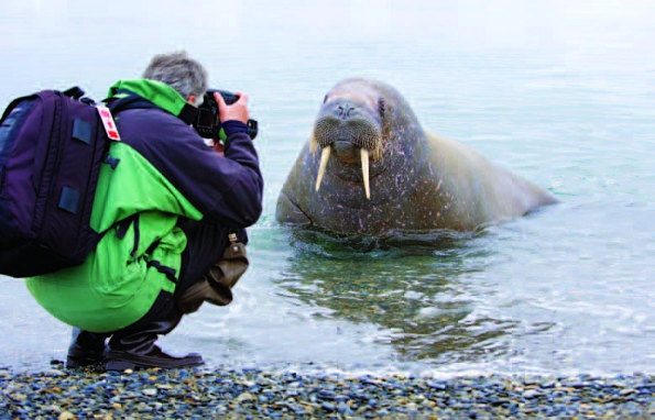 Photo Copyright Wayne Lynch - Photographing the Atlantic Walrus