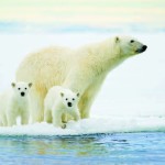 Photo Copyright Wayne Lynch - Polar Bear and Cubs