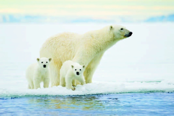Photo Copyright Wayne Lynch - Polar Bear and Cubs