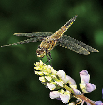 Linda Witteveen - Dragonfly - Monteville