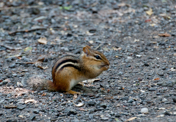 Tamron AF18-270mm F3.5-6.3 Di-II VC PZD - 1