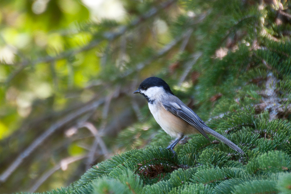 Robin S Experience With The Tamron 18 270mm Ultra Zoom Photonews Magazine