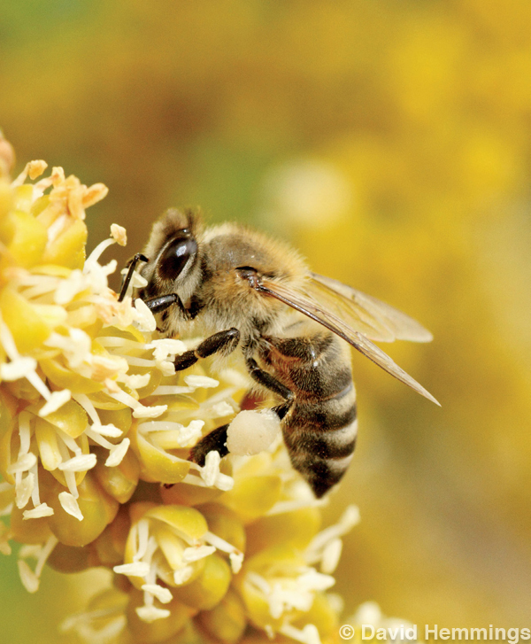 David Hammings - Discovering Macro Photography - Bee