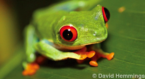 David Hammings - Discovering Macro Photography - Frog