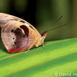 David Hammings - Discovering Macro Photography - Moth