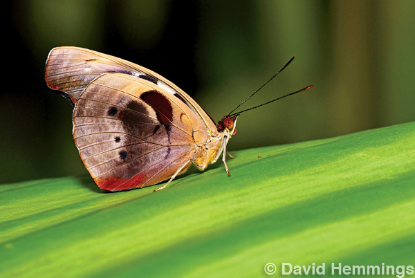 David Hammings - Discovering Macro Photography - Moth