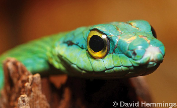 David Hammings - Discovering Macro Photography - Snake