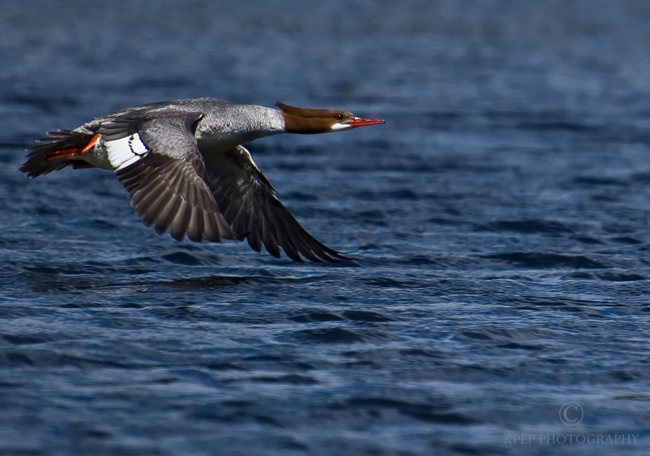 Kevin Pepper - Gadgets for Outdoor Photographers - Common Merganzer In Flight