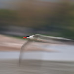 Kevin Pepper - Panning Photography - Common Tern