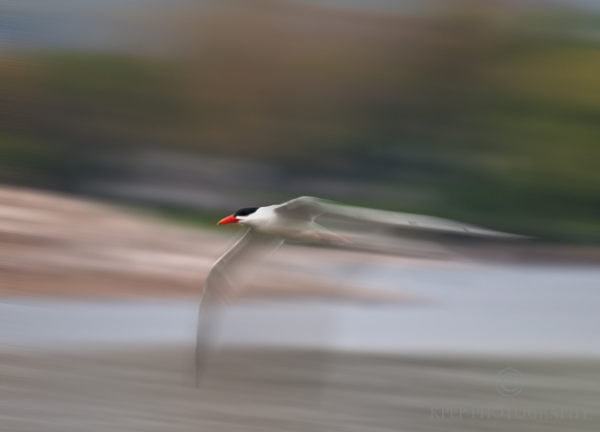 panning shot of birds