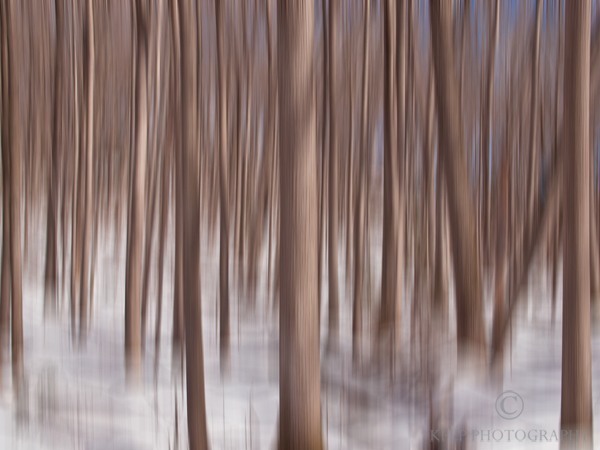 Kevin Pepper - Panning Photography - Winter Forest
