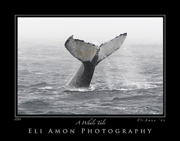 Eli Amon - Gearing up for Photo Adventures - Monochrome Whale Watching