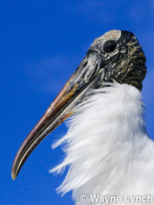 Wayne Lynch - The Pantanal - Brazil's Wildlife Paradise - American Wood Stork