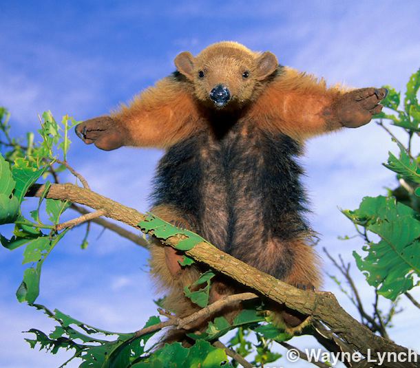 Wayne Lynch - The Pantanal - Brazil's Wildlife Paradise - Collared Anteater