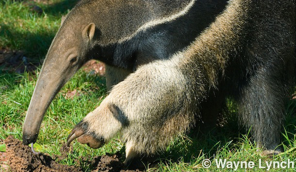 Wayne Lynch - The Pantanal - Brazil's Wildlife Paradise - Giant Anteater