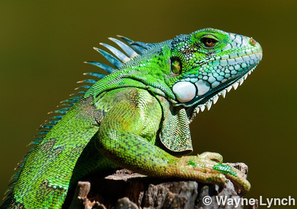 Wayne Lynch - The Pantanal - Brazil's Wildlife Paradise - Green Iguana