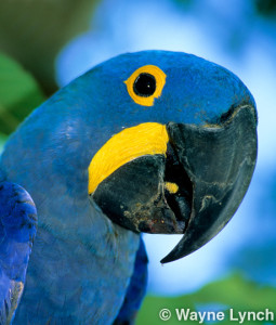Wayne Lynch - The Pantanal - Brazil's Wildlife Paradise - Hyacinth Macaw