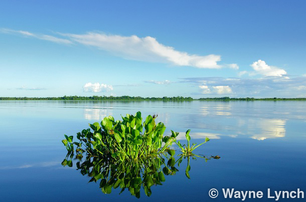 Wayne Lynch - The Pantanal - Brazil's Wildlife Paradise - Marsh