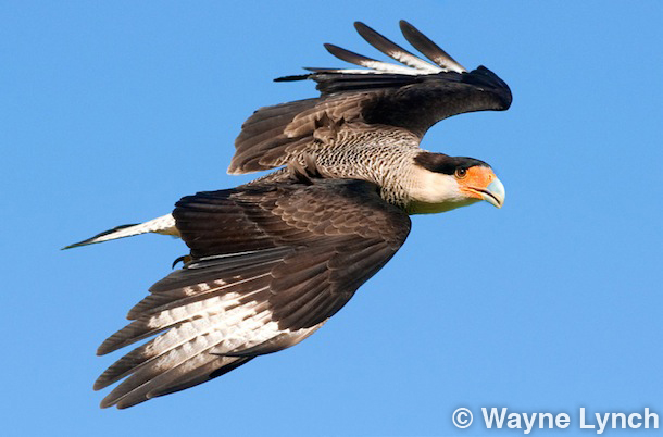 Wayne Lynch - The Pantanal - Brazil's Wildlife Paradise - Northern Caracara