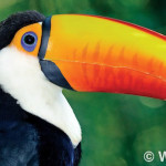 Wayne Lynch - The Pantanal - Brazil's Wildlife Paradise - Toco Toucan