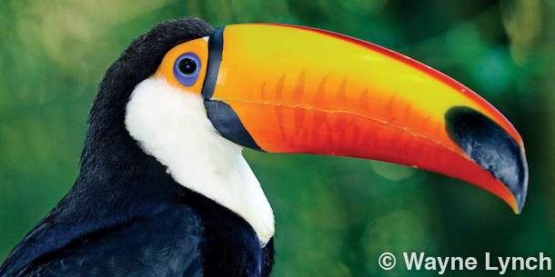 Wayne Lynch - The Pantanal - Brazil's Wildlife Paradise - Toco Toucan