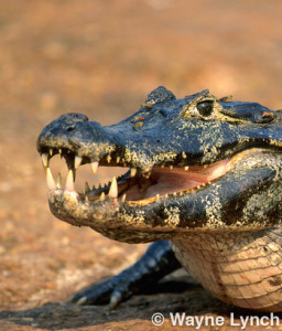 Wayne Lynch - The Pantanal - Brazil's Wildlife Paradise - Yacare Caiman