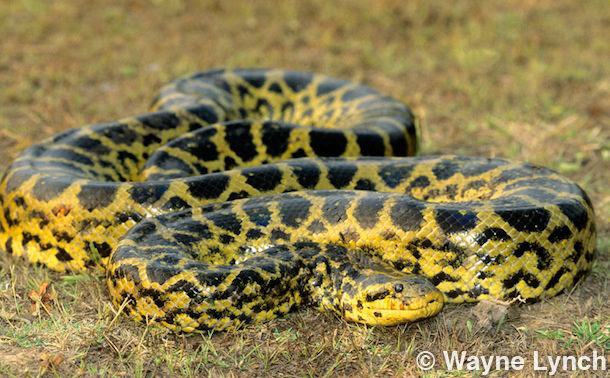 Wayne Lynch - The Pantanal - Brazil's Wildlife Paradise - Yellow Anaconda