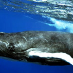 Whales, Humpbacks