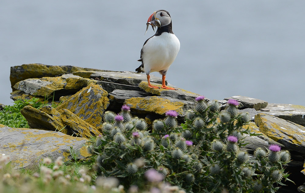 8DSC_3123Puffin_s