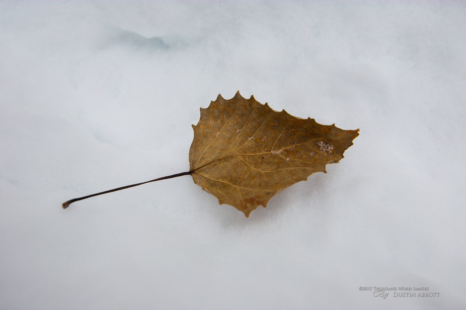 Leaf Resolution