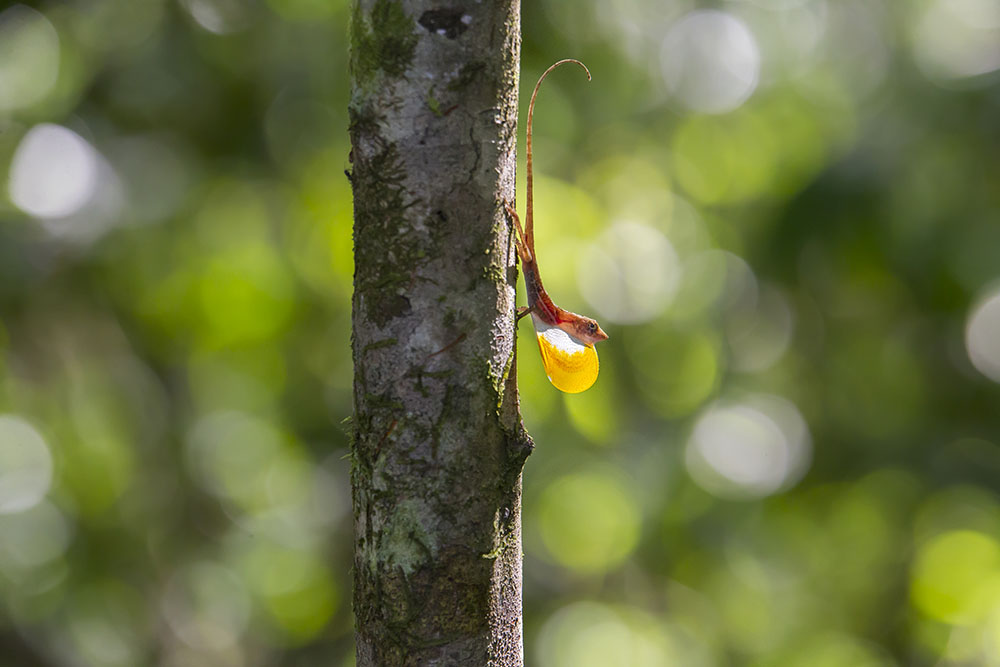 Costa Rica- Ryan Vince