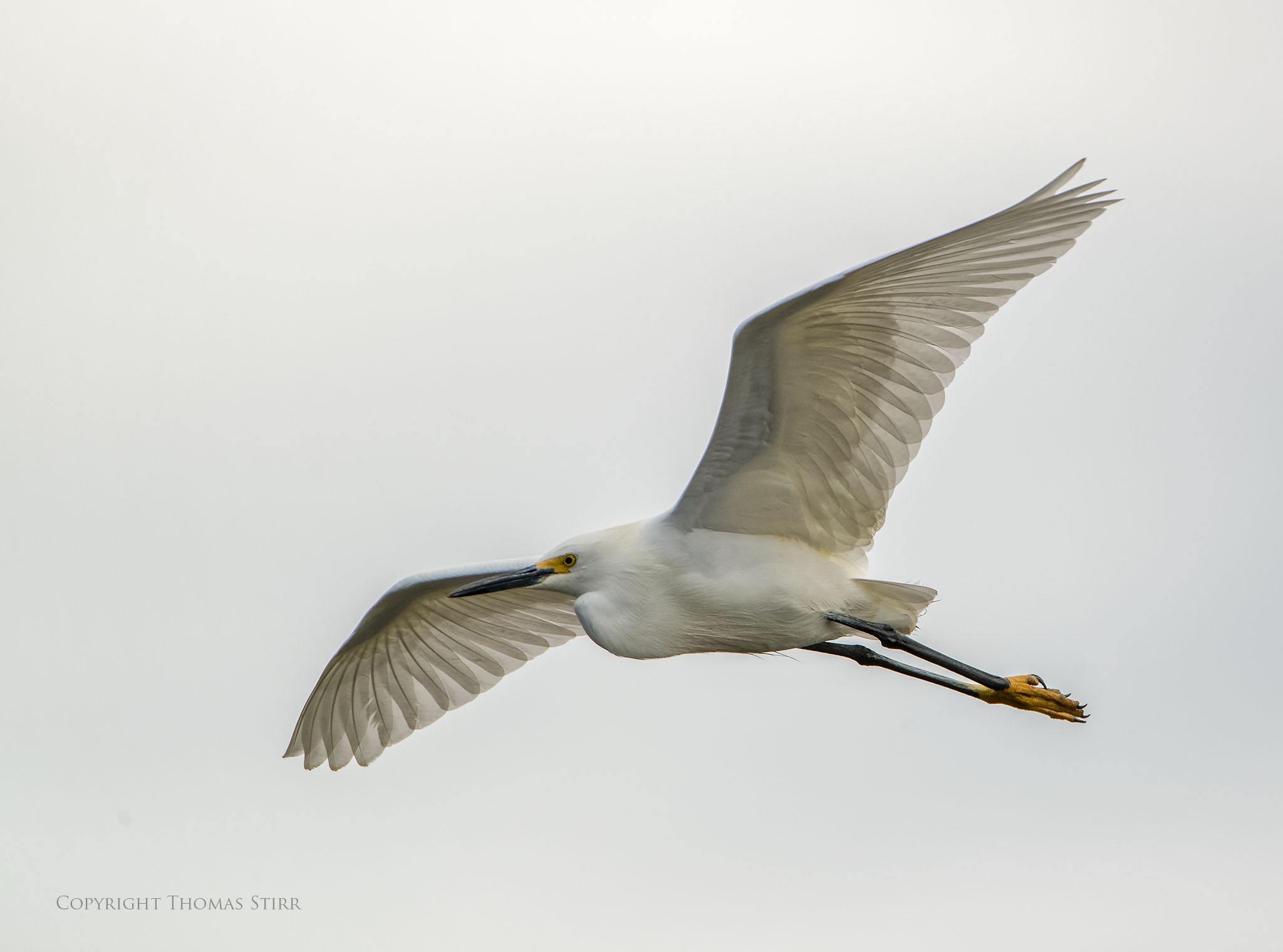 egrets