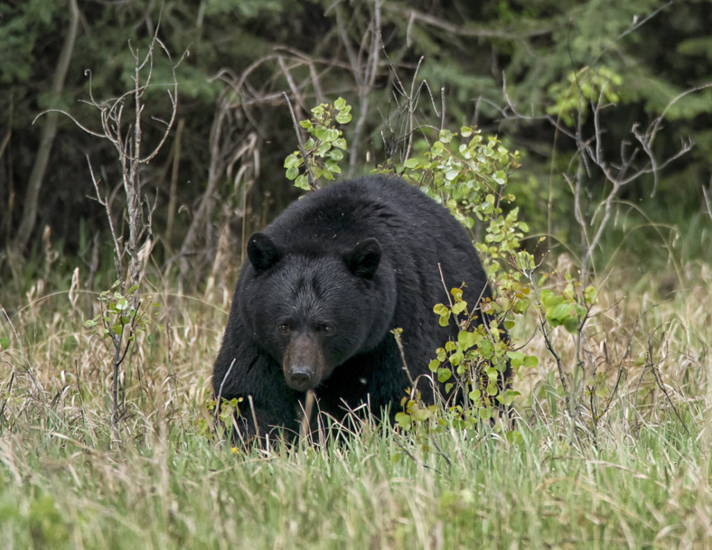 Black Bear (Male)